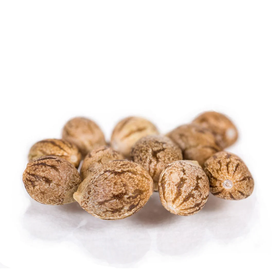 Dozicot F3 Seeds · Staefli Farms