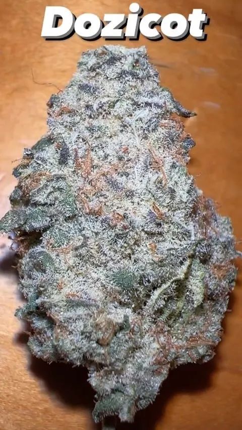 Dozicot F3 Seeds · Staefli Farms - Image 3