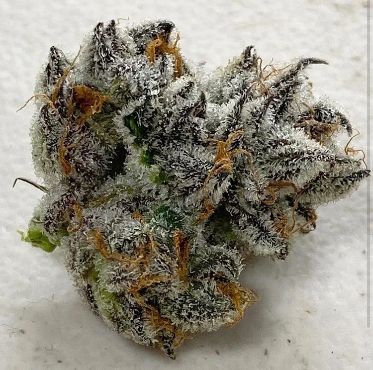 Peanut Butter Apricot F2 Seeds · Staefli Farms - Image 3